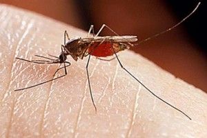 O nouă dezinsecție la țânțari marca Primăria Arad