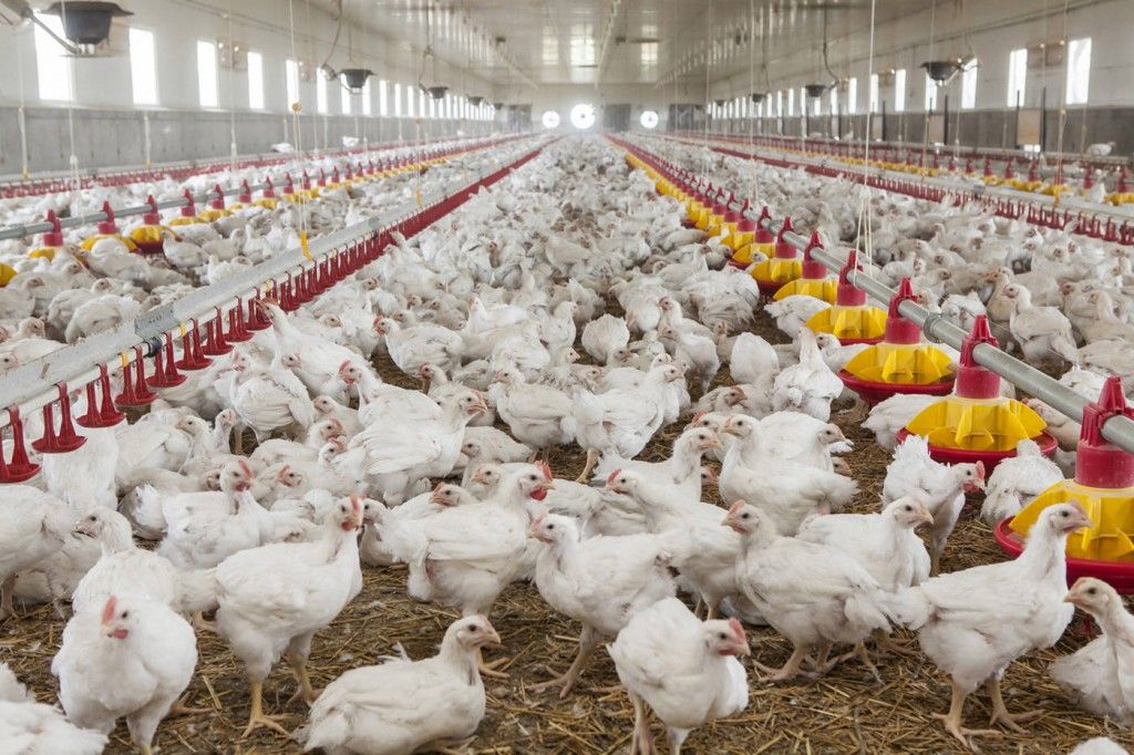 Ungaria a descoperit virusul gripei aviare H5N8 la o fermă din apropiere de graniţa cu România