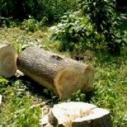 PE TERRA CRESC TREI MII DE MILIARDE DE COPACI, INSA RATA TAIERILOR CRESTE IN RITM ALARMANT