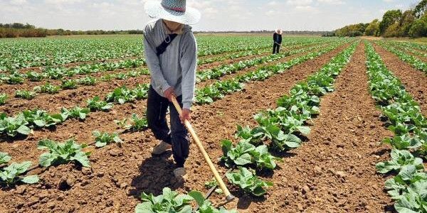 Primăria Arad majorează impozitele pentru terenurile agricole nelucrate doi ani