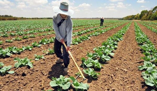 Primăria Arad majorează impozitele pentru terenurile agricole nelucrate doi ani