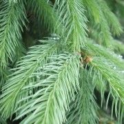 BRADUL, LEAC DE VREME RECE