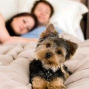 CE SE INTAMPLA CU PERSOANELE CARE DORM ALATURI DE ANIMALELE LOR