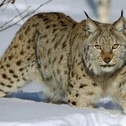 Aproximativ 1.500 de râși mai trăiesc în pădurile României