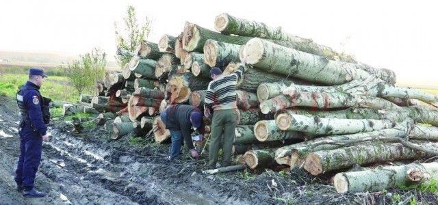 Jandarmii au prins trei bărbați care au tăiat ilegal arbori