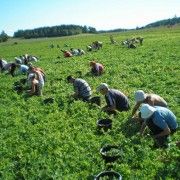 300 locuri de muncă in domeniul agricol in Portugalia prin intermediul Reţelei EURES