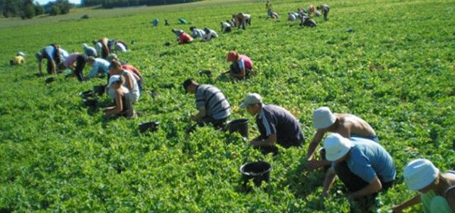 300 locuri de muncă in domeniul agricol in Portugalia prin intermediul Reţelei EURES
