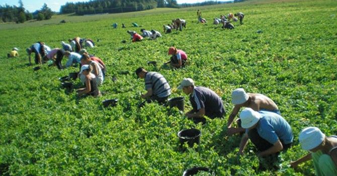 300 locuri de muncă in domeniul agricol in Portugalia prin intermediul Reţelei EURES