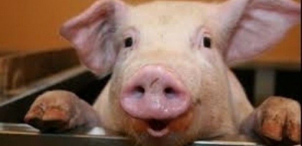 ANSVSA anunţă măsuri pentru prevenirea răspândirii virusului pestei porcine