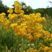 Afla care sunt florile preferate ale locuitorilor din judetul Arad! Un studiu scoate la iveala rezultate surprinzatoare