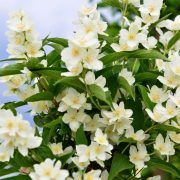 IASOMIA CALMEAZA DURERILE SI TE RELAXEAZA