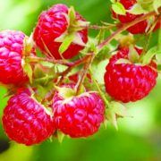 DE CE E BINE SA INCLUZI ZMEURA IN ALIMENTATIE