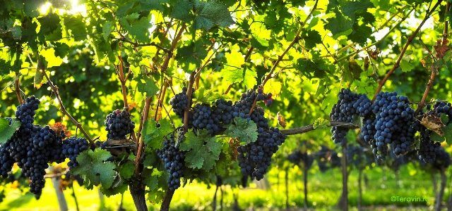 Termenul pentru depunerea cererilor de plată pentru măsura de asigurare a recoltelor de struguri pentru vin este de 30 noiembrie!