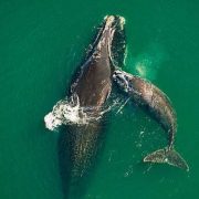 Balena nordică, în pericol din cauza vânătorii excesive și a traficului maritim intens