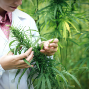 Ți-ai cumpărat cumva ulei CBD pe bază de semințe/tulpină de cânepă? Citește aici de ce NU ai făcut cea mai bună alegere!