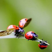 Mai multe localităţi de pe Valea Mureşului se confruntă cu o invazie de buburuze