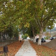 Primăria Gurahonț masacrează arborii din comună