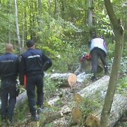 Un bărbat din Vârfurile a tăiat ilegal mai mulți arbori