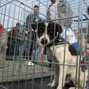 Târg de adopție canină, la Open Boulevard