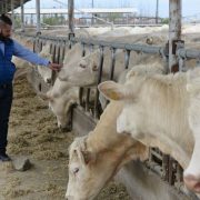 Arădeanul Călin Muscă investeşte 10 milioane de euro într-un nou spaţiu integrat de producţie