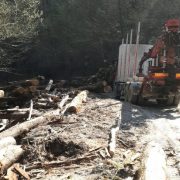 Controale în zona Moneasa la societățile de exploatare a masei lemnoase