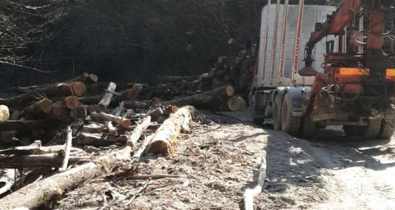 Controale în zona Moneasa la societățile de exploatare a masei lemnoase