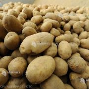 România este al şaptelea producător de cartofi din UE