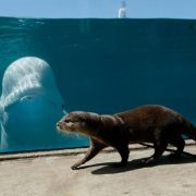 Coronavirus: Vizite între specii la un aquarium din Japonia