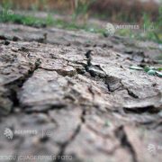 Agricultura românească, lovită de secetă: „Porumbul a fost afectat în proporție de 100%”
