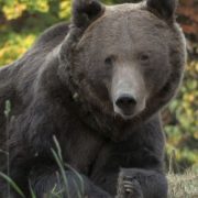 Pui de urși, ținuți ilegal într-un grajd din Pilu. Un bărbat a fost reținut