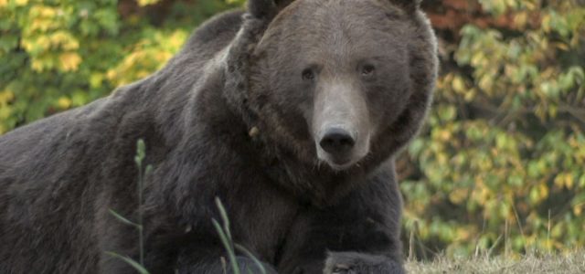 Urşi îndepărtaţi de jandarmi la Băile Tuşnad; o ursoaică a intrat într-un magazin