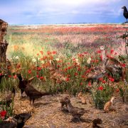 Redeschiderea Muzeului de Științe ale Naturii:  biodiversitatea fascinantă a județului Arad, într-un un nou concept expozițional