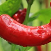 Iată ingredientul nebănuit care arde grăsimi și care trebuie să fie adăugat preparatelor tale