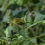 Arad: 80% dintre pacienții cabinetelor de alergologie au probleme din cauza ambroziei