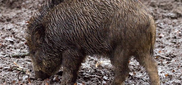 Pesta porcină face ravagii în județul Arad, peste o sută de mistreți morți