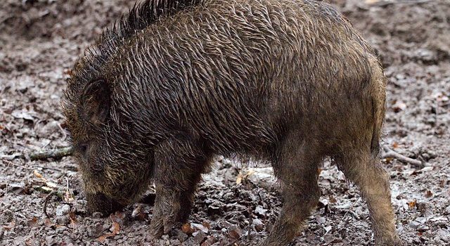 Pesta porcină face ravagii în județul Arad, peste o sută de mistreți morți