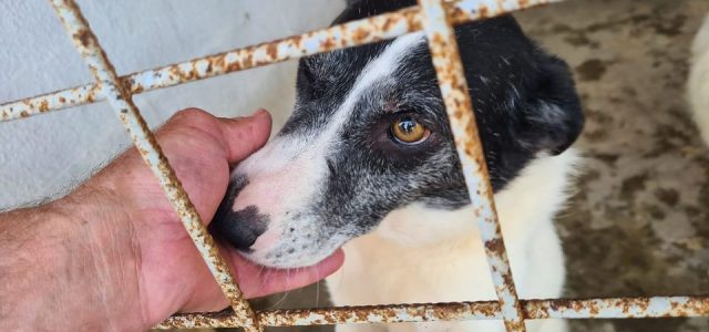 Expoziție canină cu adopție, la finele acestei săptămâni