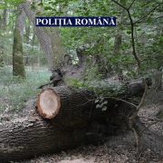 Depistat în trafic băut și cu lemne furate
