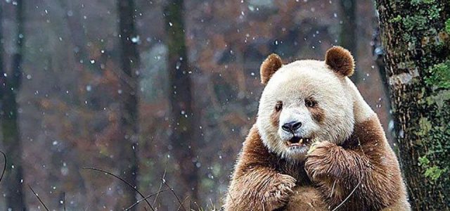 O femelă de panda uriaş din Franța este gestantă, acestea fiind fertile doar 24-48 de ore pe an