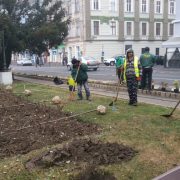Primăria Arad: Sute de arbori ornamentali urmează să fie plantați în oraș