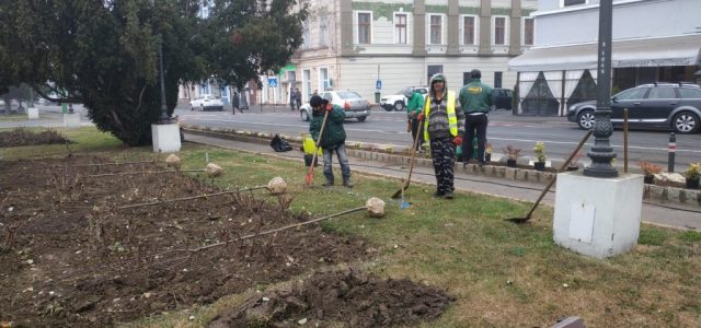 Primăria Arad: Sute de arbori ornamentali urmează să fie plantați în oraș