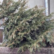 A început colectarea brazilor de Crăciun în municipiul Arad