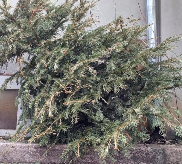 A început colectarea brazilor de Crăciun în municipiul Arad