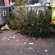 Primăria Municipiului Arad dă startul campaniei de colectare a brazilor naturali