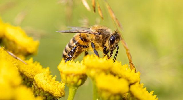 20 mai – Ziua mondială a albinelor (ONU)