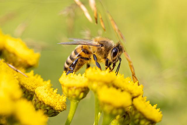 20 mai – Ziua mondială a albinelor (ONU)