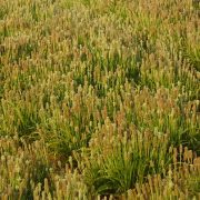 Psyllium, acest aliat care pune capăt disconfortului și durerilor de stomac