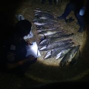 Polițiștii au prins trei bărbați care pescuiau ilegal pe Mureș