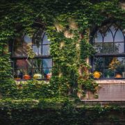 Vrei să transformi fațada casei tale într-un mod frumos și atrăgător? Descoperă aici 3 plante care vin în ajutorul tău