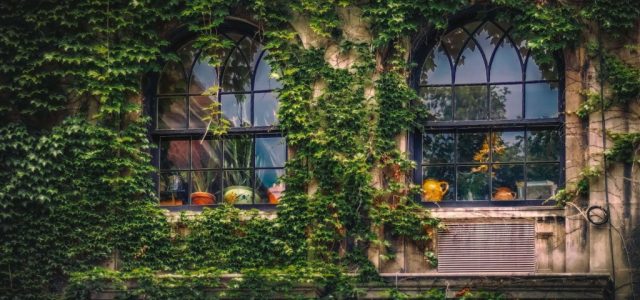 Vrei să transformi fațada casei tale într-un mod frumos și atrăgător? Descoperă aici 3 plante care vin în ajutorul tău